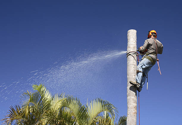 Best Tree Mulching  in New Hartford Center, CT